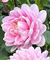 Bracken Ballerina Dahlia