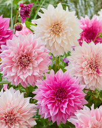 Deluxe Dahlia Mixture