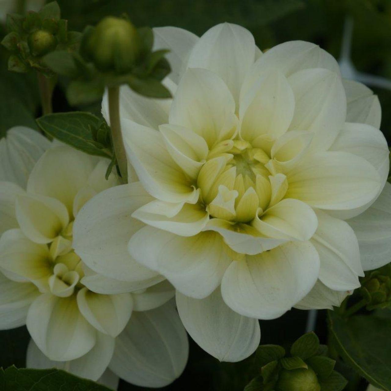 Cantarino Dahlia
