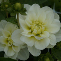 Cantarino Dahlia