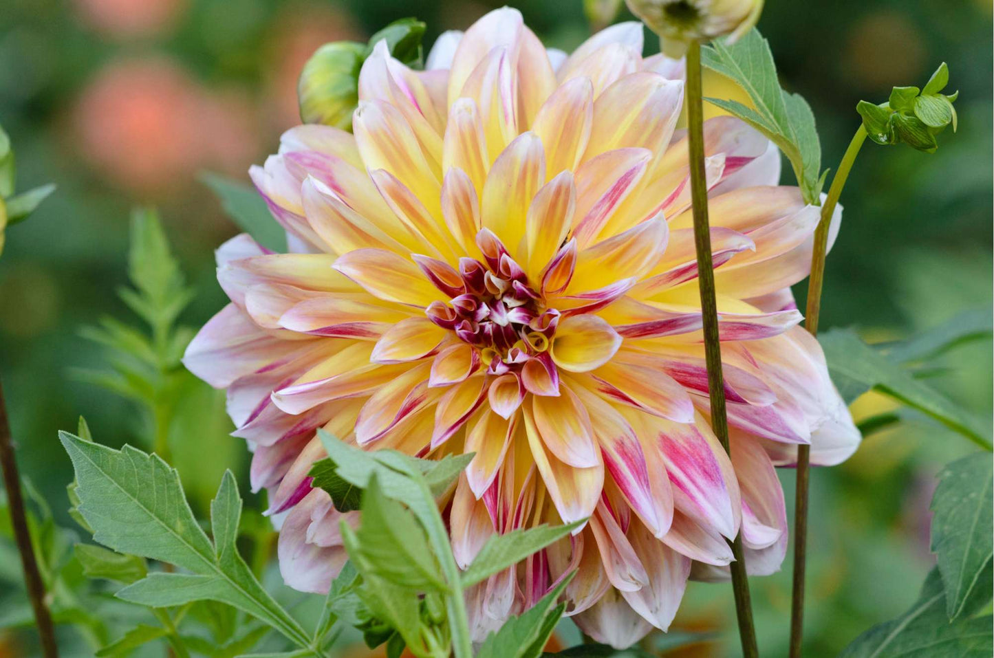 Caribbean Fantasy Dahlia