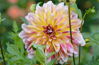 Caribbean Fantasy Dahlia