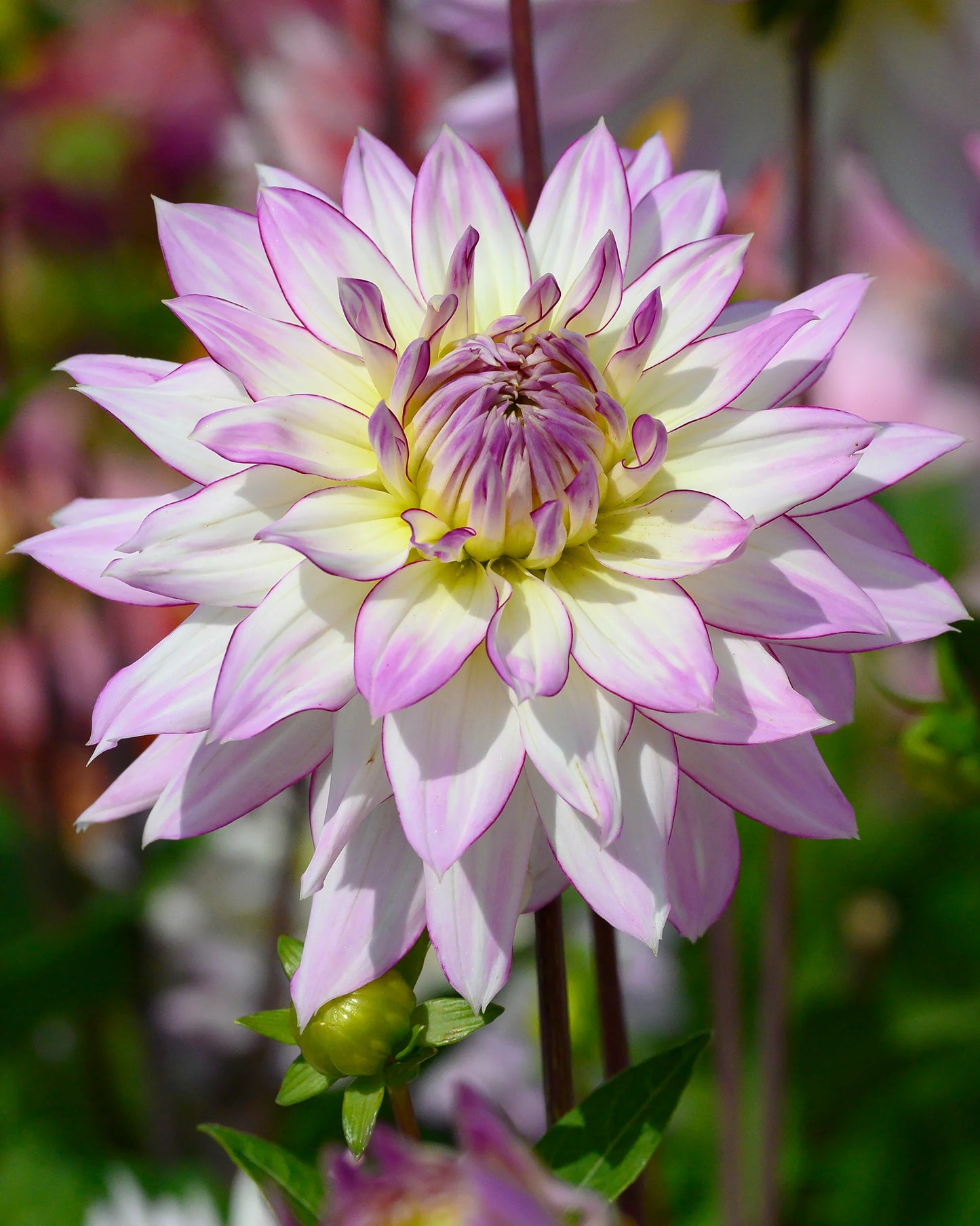 Crazy Love Dahlia