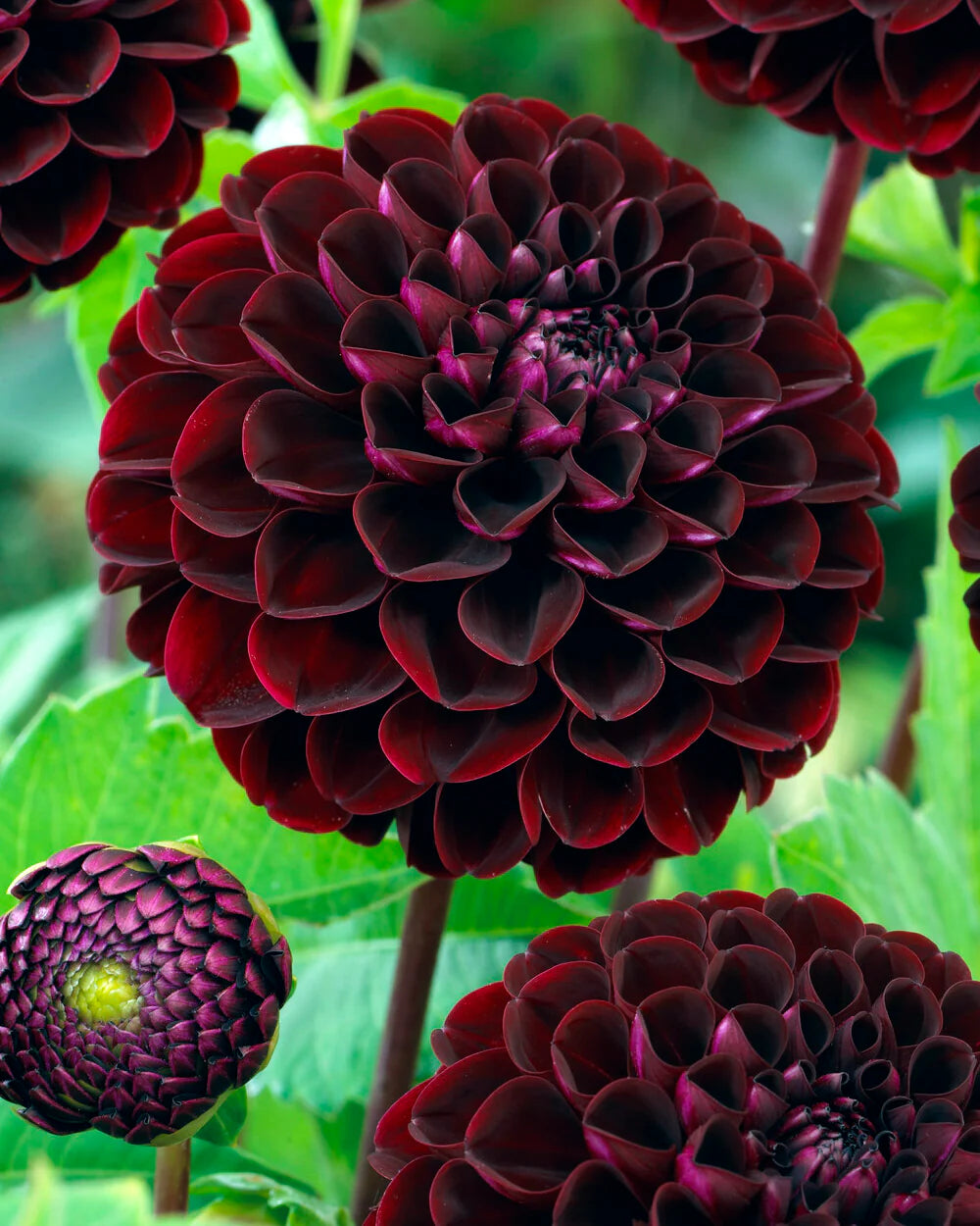 Dark Spirit Dahlia