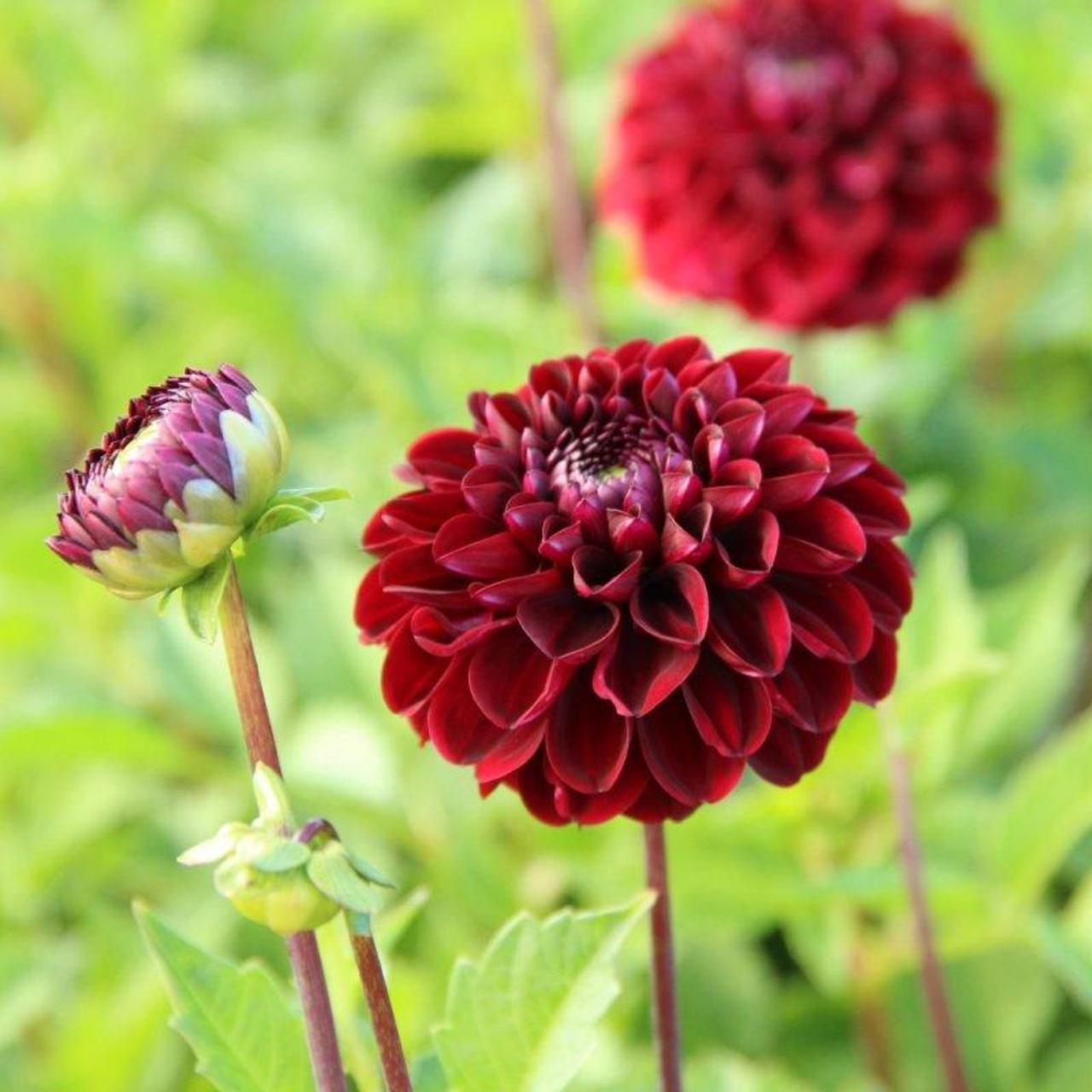 Dark Spirit Dahlia