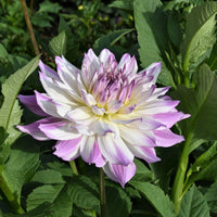 Ferncliff Illusion Dahlia