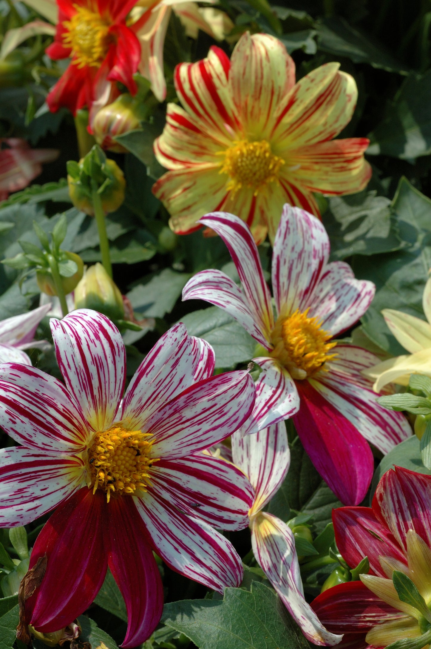 Dahlia- Fireworks Mix