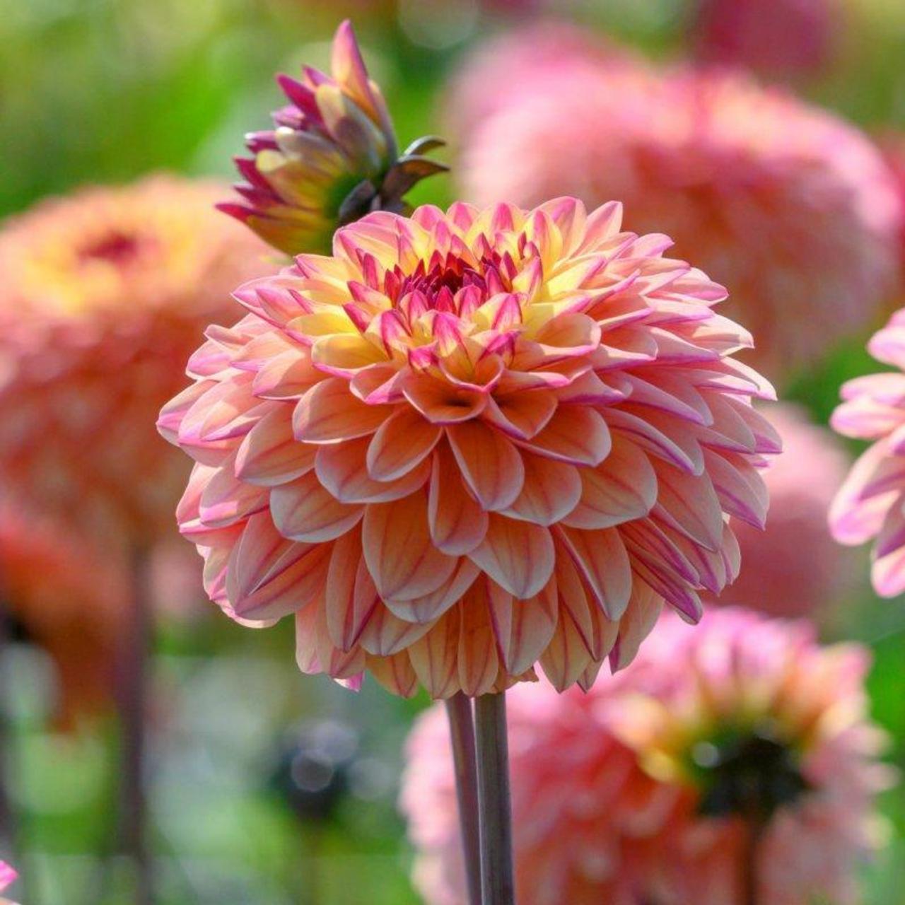 Gelia Dahlia
