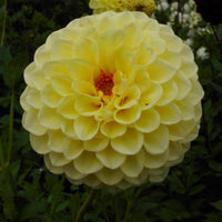 Jowey Martina Dahlia