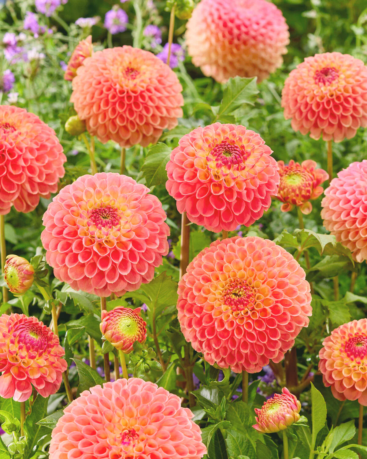 Jowey Nicky Giant Ball Dahlia