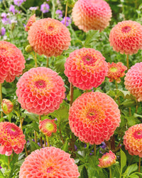 Jowey Nicky Giant Ball Dahlia