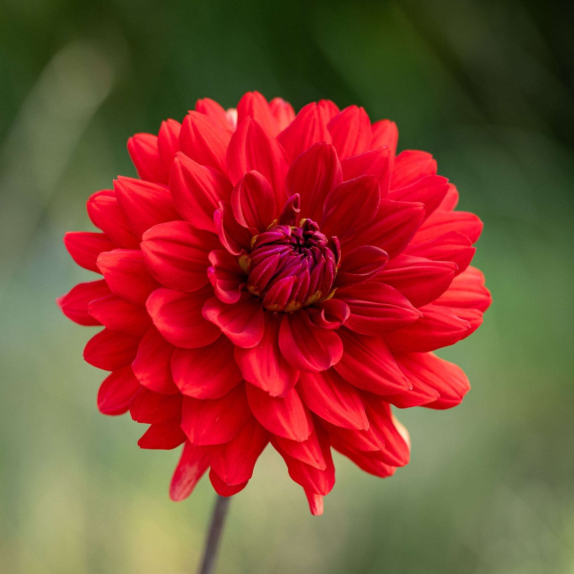 Karma Amora Dahlia
