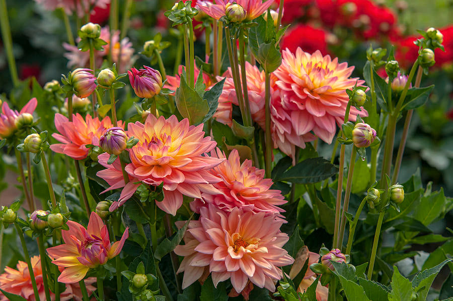 Princess Erika Dahlia