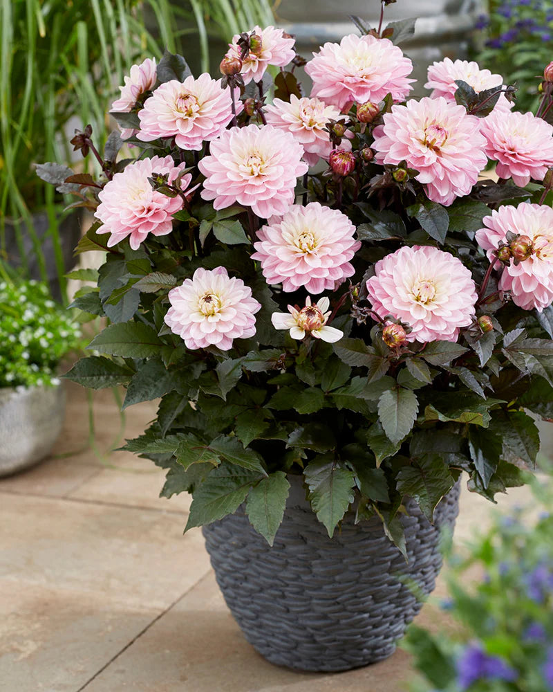 Melody Harmony Dahlia