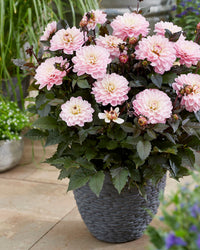 Melody Harmony Dahlia