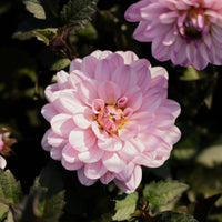 Melody Harmony Dahlia