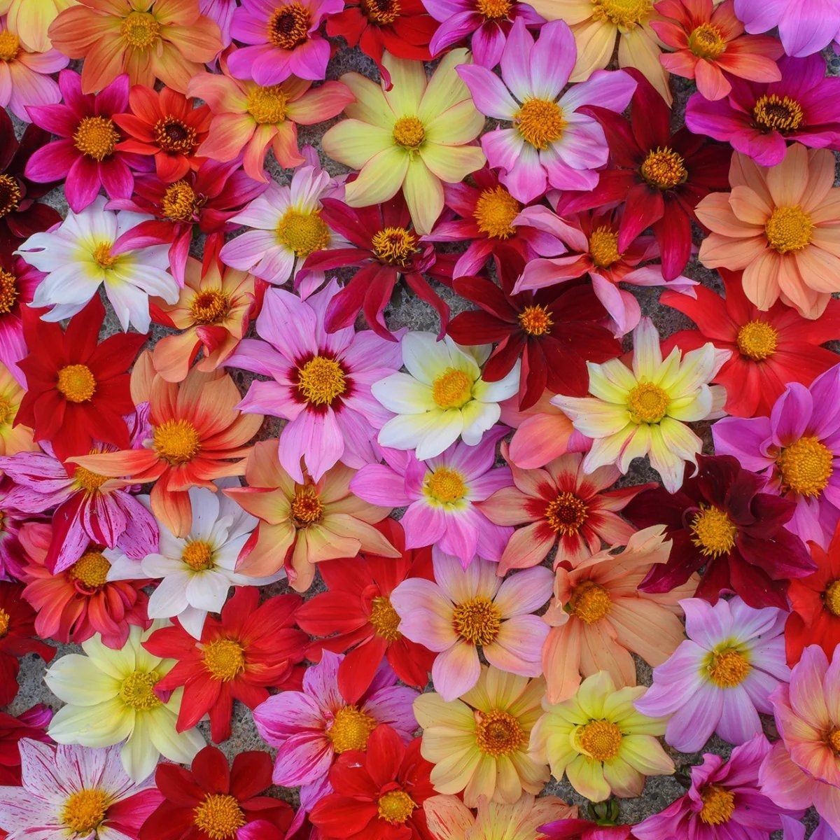Happy Days Dahlia Mixture
