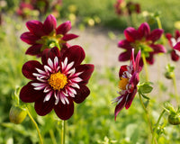 Night Butterfly Dahlia