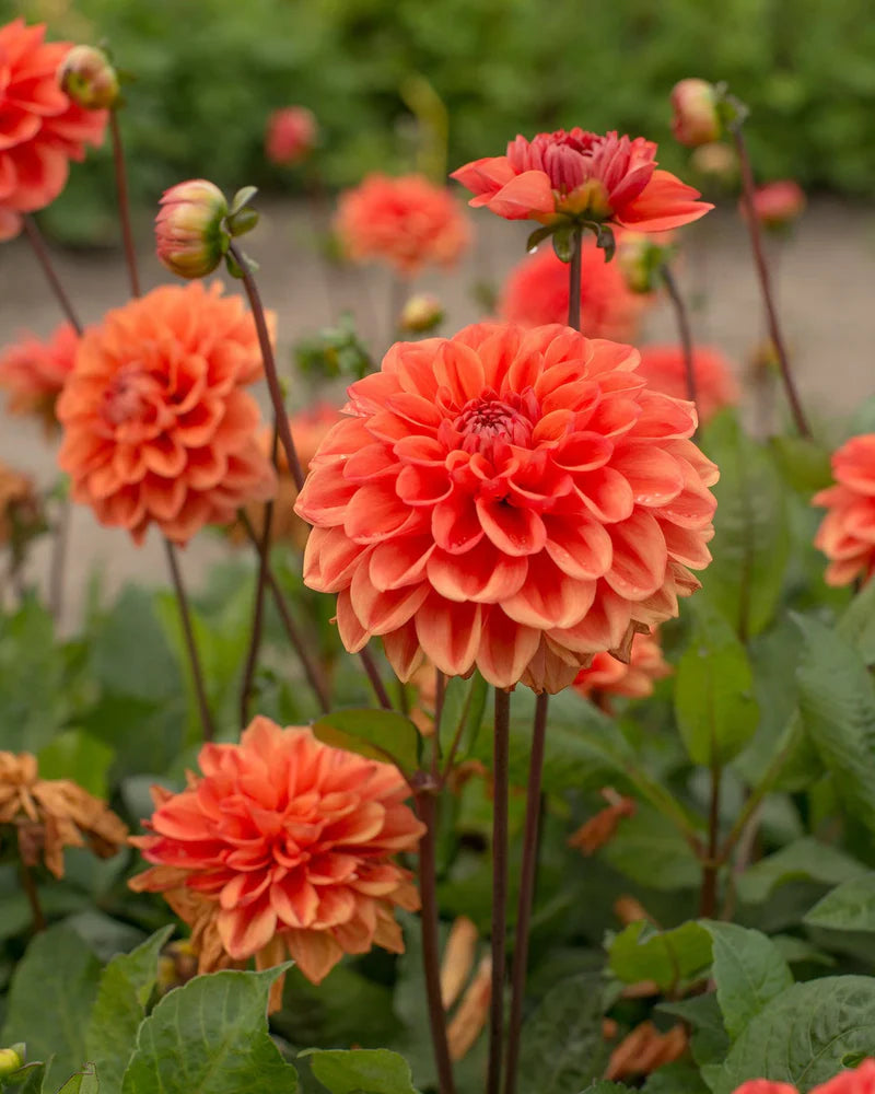 Orange Nugget Dahlia