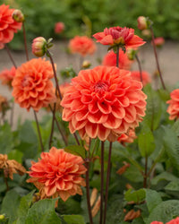 Orange Nugget Dahlia