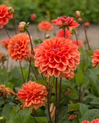 Orange Impact Dahlia