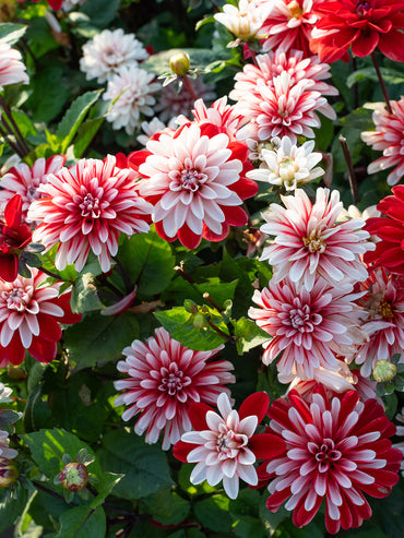 Pacific Time Dahlia