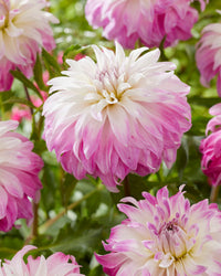 Pink Petticoat Dahlia