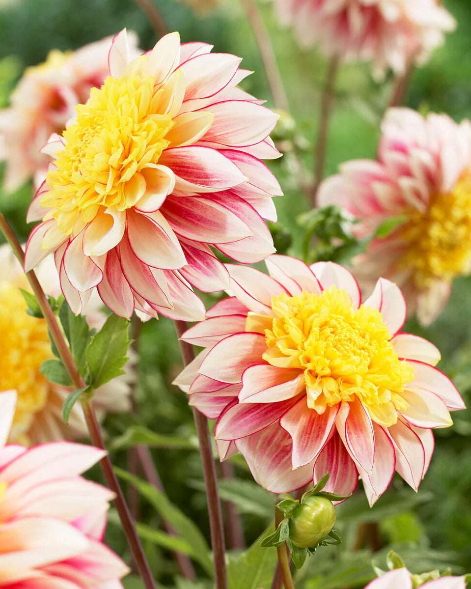 Polka Dahlia