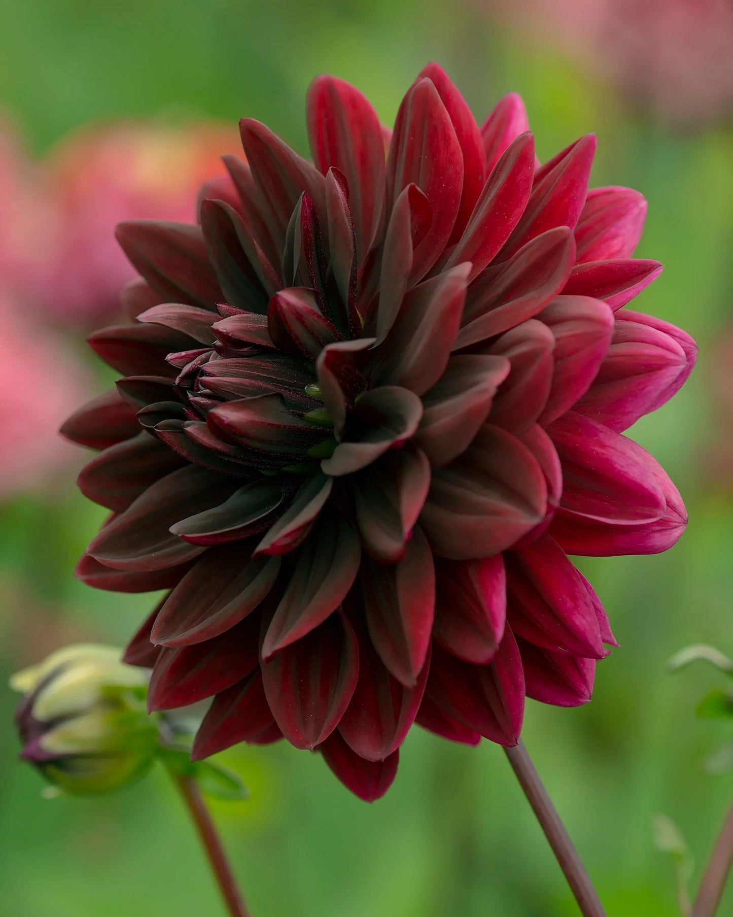 Sam Hopkins Dahlia