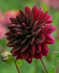 Sam Hopkins Dahlia