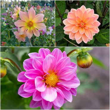 Dahlia- Unwin's Bedding Mix