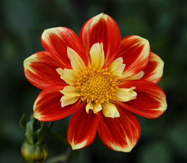 Dahlia Collarette Dandy Mix Flower Seeds for Planting – Heirloom, Non-GMO Seeds for Vertical Gardens