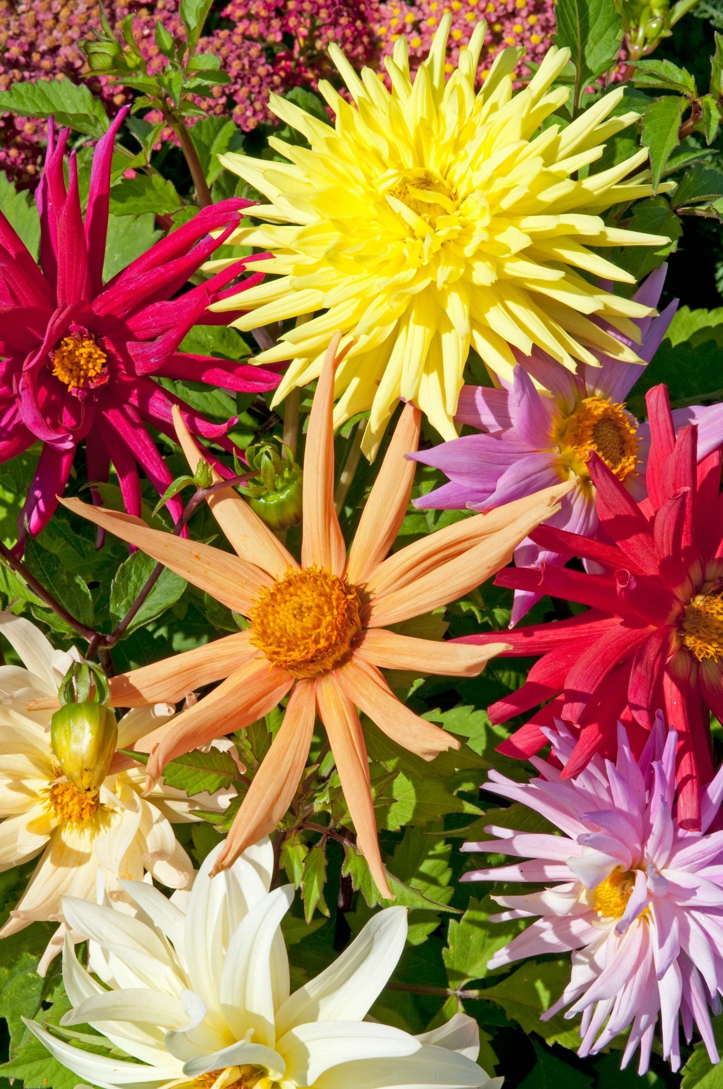 Dahlia- Cactus Flowered Mix