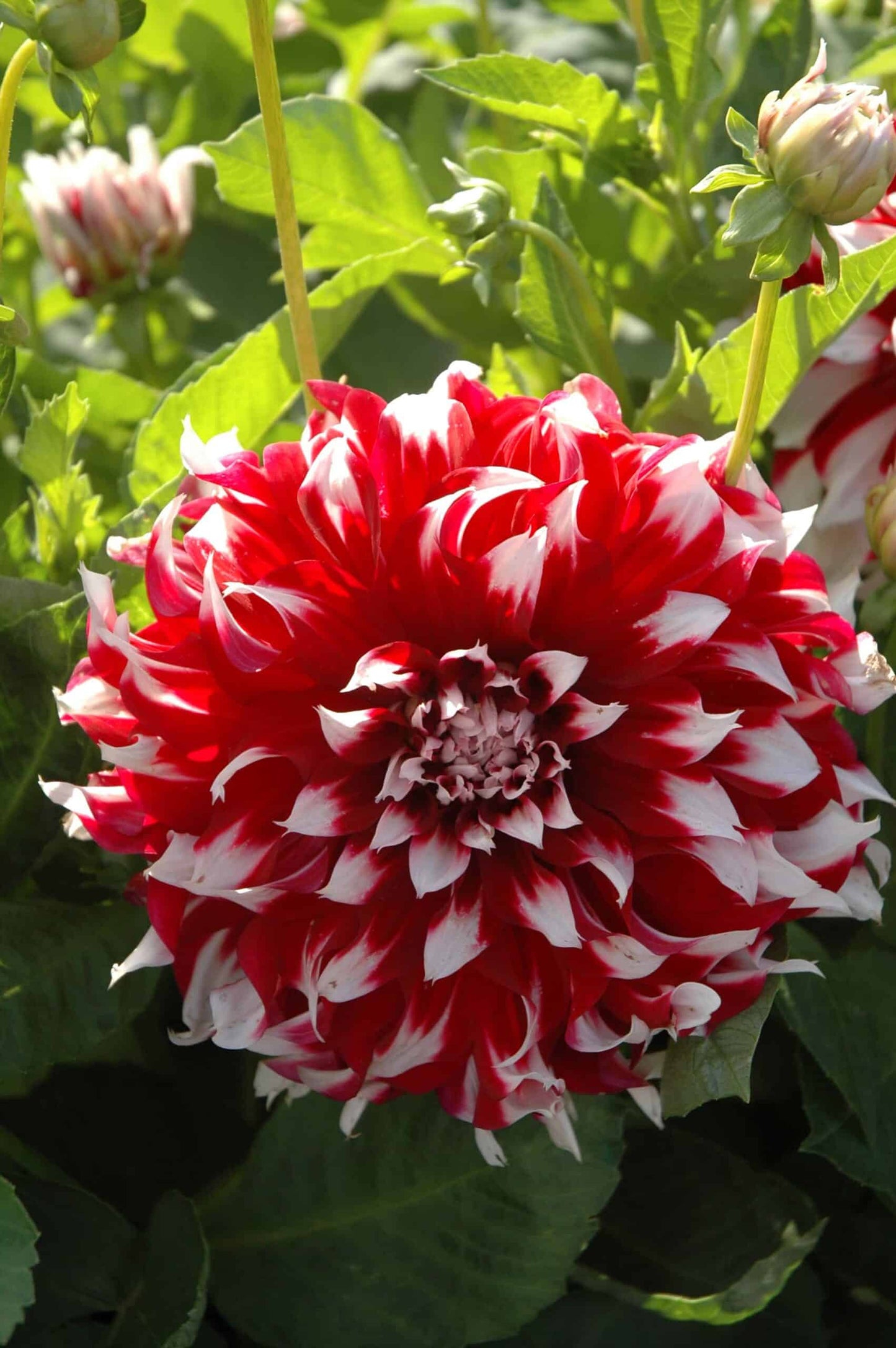X-Factor Dahlia