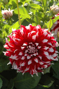 X-Factor Dahlia