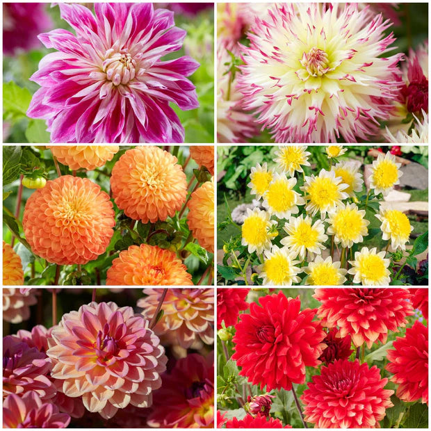 Dahlia- Decorative Giants Mix
