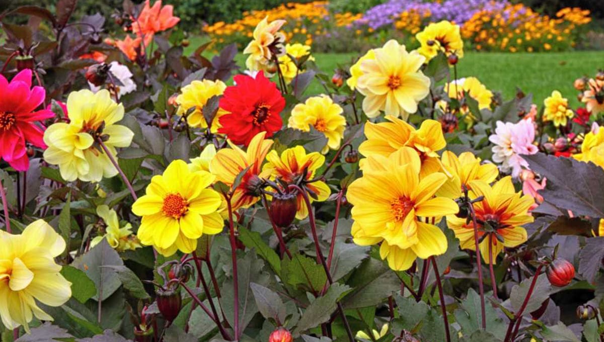 Improved Beeline Dahlia Mixture