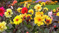 Improved Beeline Dahlia Mixture