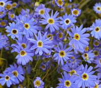 Brachyscome- Splendour Blue