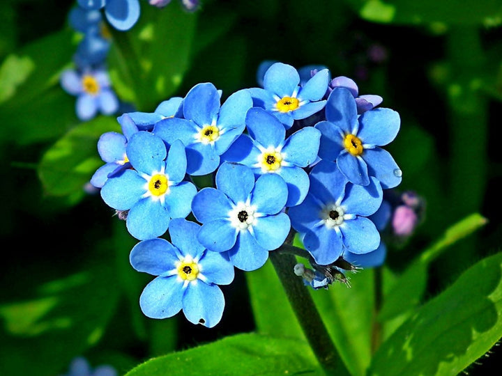 Organic Blue Myosotis Flower Seeds for Planting – Heirloom, Non-GMO