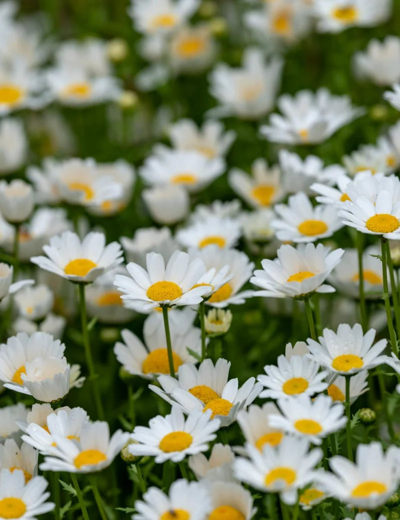 Seedling 5 Pack- Marguerite Daisy- Sassy White