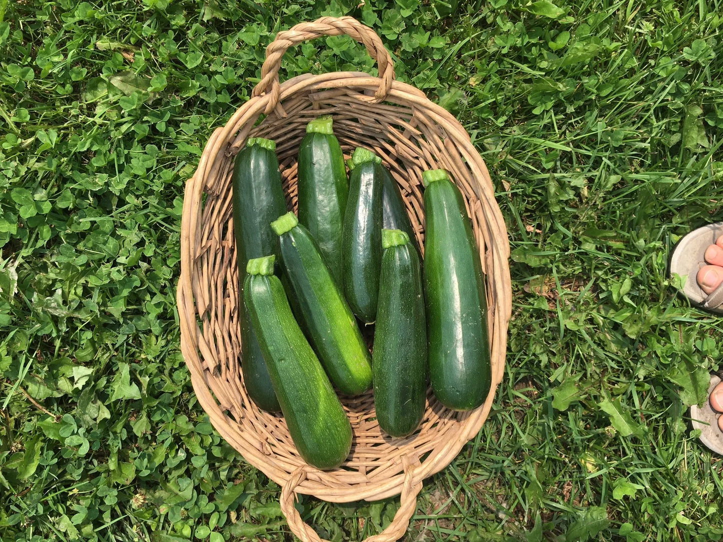 Noche – Zucchini Squash Seed