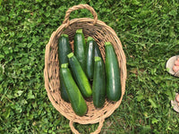 Noche – Zucchini Squash Seed