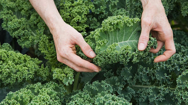 Darkibor – Organic Kale Seed