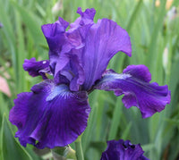 Dashing Reblooming Bearded Iris