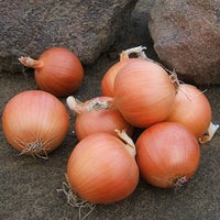 Onion Organic Seeds