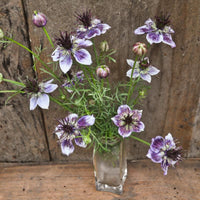 Delft Blue – Nigella Seed