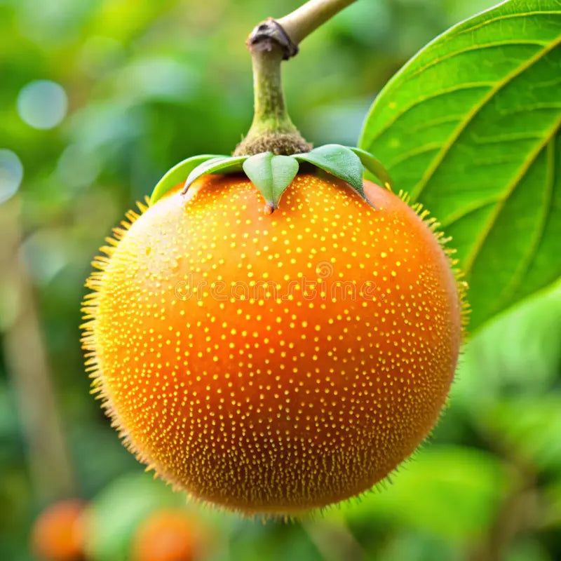 Naranjilla Fruit Seeds for Planting - Cultivating Tart and Exotic Citrus Fruits at Home, GMO Free Seeds
