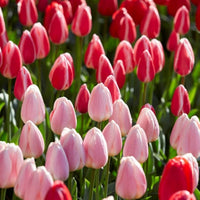 Perennial Delight Tulip Mixture Seeds