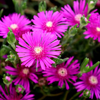 Heirloom Delosperma Flower Seeds, Non-GMO Ice Plant Blooms for Drought-Tolerant Garden Planting for planting in home garden